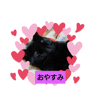 フィガロとカノン（個別スタンプ：3）