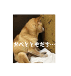ザウルス3（個別スタンプ：1）