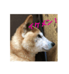 ザウルス3（個別スタンプ：2）