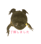 kaeru＆upa（個別スタンプ：3）