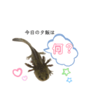 kaeru＆upa（個別スタンプ：7）