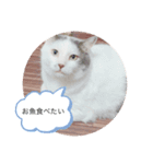 おもちときなこのスタンプ（個別スタンプ：1）