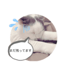 おもちときなこのスタンプ（個別スタンプ：7）