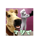 トラとウマ (tiger and horse)（個別スタンプ：19）