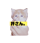 茶トラ猫の日常（個別スタンプ：1）