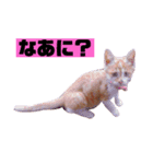 茶トラ猫の日常（個別スタンプ：2）