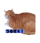 茶トラ猫の日常（個別スタンプ：3）