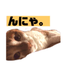茶トラ猫の日常（個別スタンプ：4）
