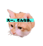 茶トラ猫の日常（個別スタンプ：5）