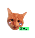 茶トラ猫の日常（個別スタンプ：6）