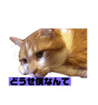 茶トラ猫の日常（個別スタンプ：7）