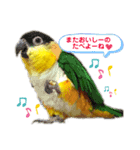 ニョオウインコとシロハラインコ（個別スタンプ：5）