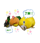 ニョオウインコとシロハラインコ（個別スタンプ：7）