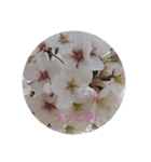 花写真集1（個別スタンプ：2）