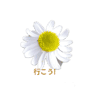 花写真集1（個別スタンプ：4）