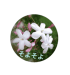 花写真集1（個別スタンプ：6）