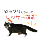 ぷる社長の1日（個別スタンプ：5）