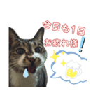 ぷる社長の1日（個別スタンプ：8）