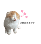 ふわふわこむぎちゃんのスタンプ（個別スタンプ：1）