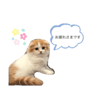 ふわふわこむぎちゃんのスタンプ（個別スタンプ：4）