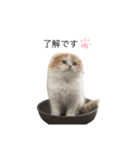 ふわふわこむぎちゃんのスタンプ（個別スタンプ：5）