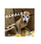 ザウルス4（個別スタンプ：4）