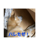 ザウルス4（個別スタンプ：5）