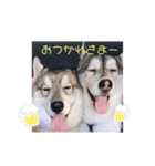 シベリアンハスキー☆レオと無限（個別スタンプ：1）