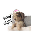 baby coco stamp（個別スタンプ：1）