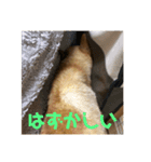 ザウルス5（個別スタンプ：3）