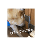 ザウルス5（個別スタンプ：4）