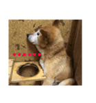 ザウルス5（個別スタンプ：7）
