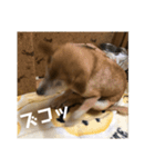 ザウルス5（個別スタンプ：8）
