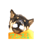 黒柴ふうのスタンプ その1（個別スタンプ：4）