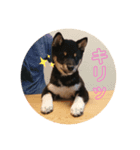 黒柴ふうのスタンプ その1（個別スタンプ：8）
