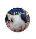 ラテマシュ！（個別スタンプ：3）