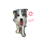 Riley   stamp（個別スタンプ：1）