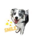 Riley   stamp（個別スタンプ：7）