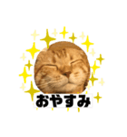 かわいいスコティッシュ（個別スタンプ：1）