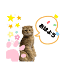 かわいいスコティッシュ（個別スタンプ：4）