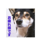 コロ＆ハイジ 3（個別スタンプ：1）