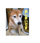 コロ＆ハイジ 3（個別スタンプ：2）