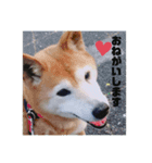 コロ＆ハイジ 3（個別スタンプ：4）