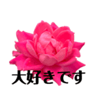 薔薇STAMP（個別スタンプ：5）