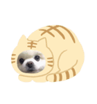 こんにちは 萌萌（個別スタンプ：8）