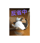 kyoron-stamp5（個別スタンプ：7）