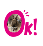 予知するウサギ、ピノ（個別スタンプ：2）