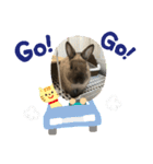 予知するウサギ、ピノ（個別スタンプ：7）