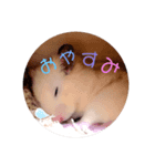 きんくまはむの日常（個別スタンプ：1）