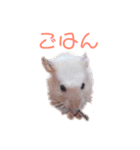 きんくまはむの日常（個別スタンプ：6）